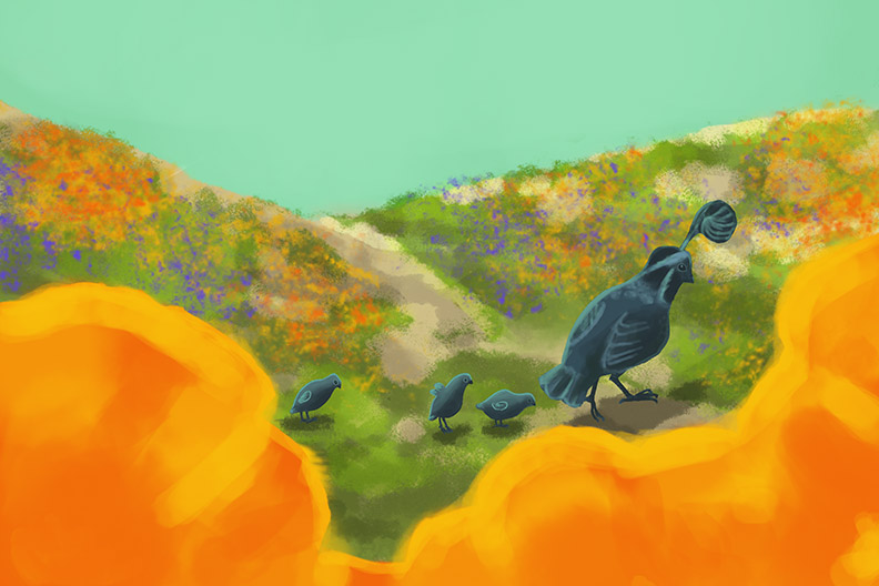 Bloom quail painting